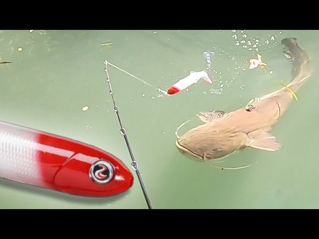 SIGHT FISHING for BIG FISH 