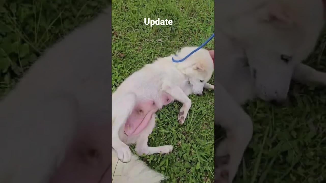 #dogoftheday #rescuedogs #fyp #adoptdontshop #stopanimalcruelty #endanimalabuse