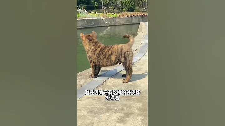 虎斑犬一種罕見的田園犬有這麼好的斑紋更加少見了 - 天天要聞
