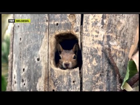 Video: Bir sincap bozkırda ne yer?