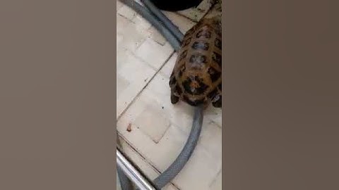 Rùa khổng lồ tu trăm năm khác rùa tường ra sao?