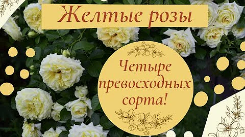 Желтые розы.  Четыре превосходных сорта!