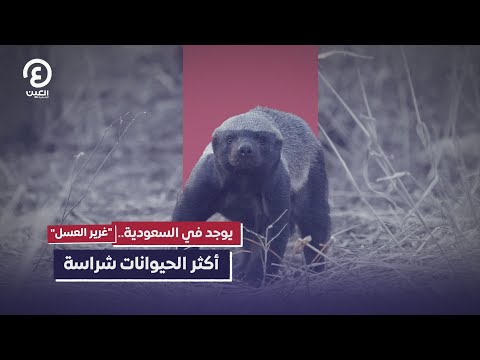 يوجد في السعودية غرير العسل أكثر الحيوانات شراسة
