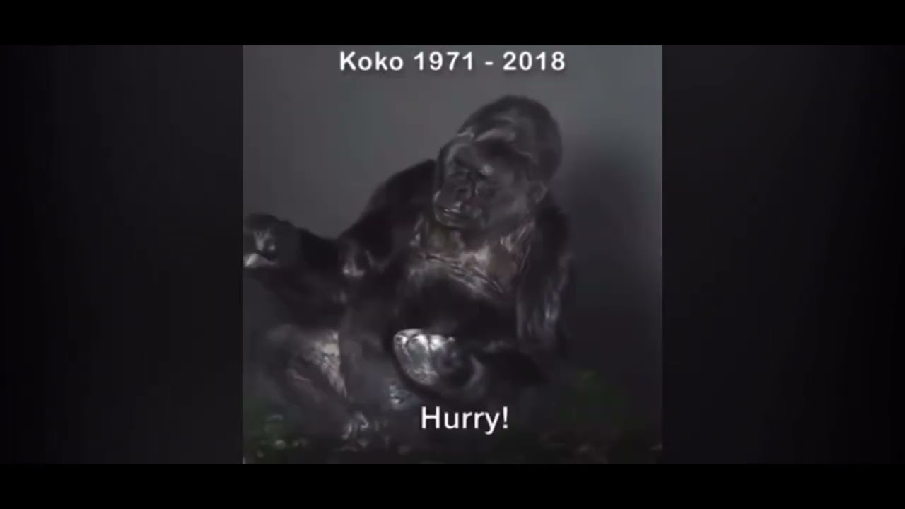 RIP Koko