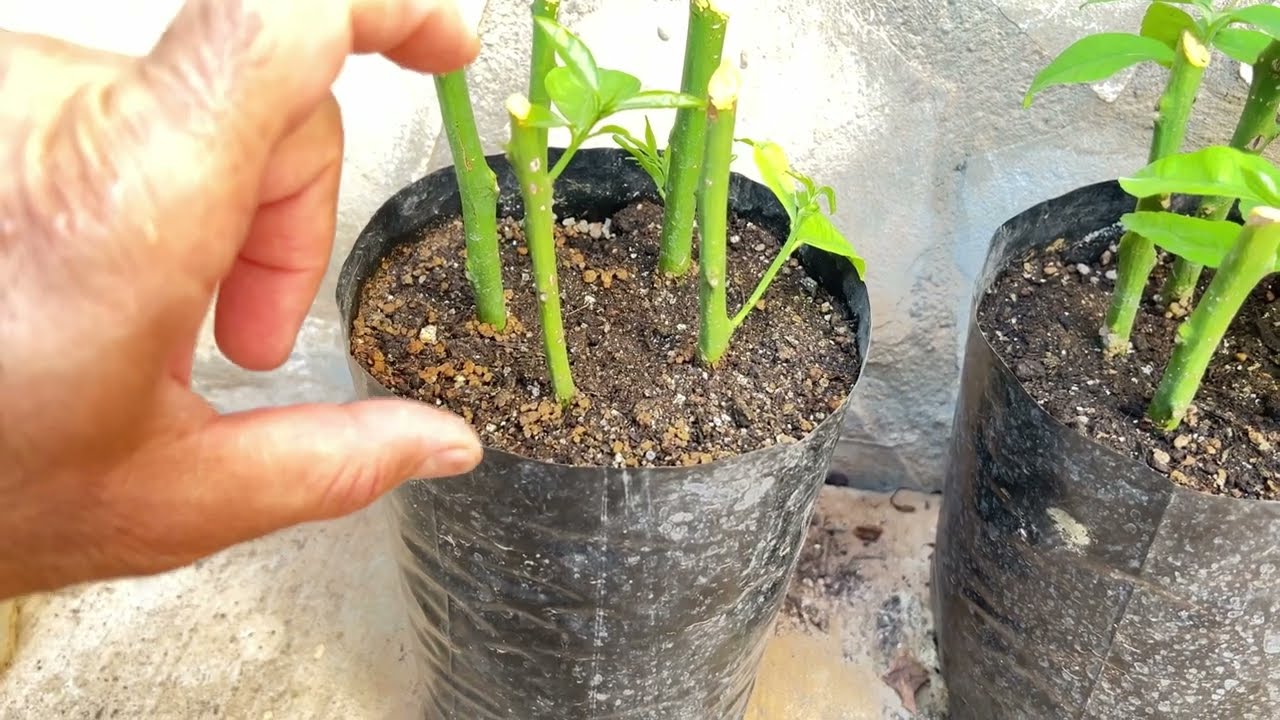 Çelikten Köklendirme Nasıl Yapılır? ( Limon Köklendirme)