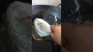 Fried Fishasmr satisfying cookingasmr asmrsound shorts