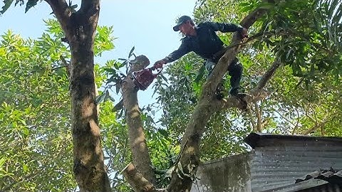 Cưa cây xoài gần nhà  .Cưa cây kỹ thuật cao