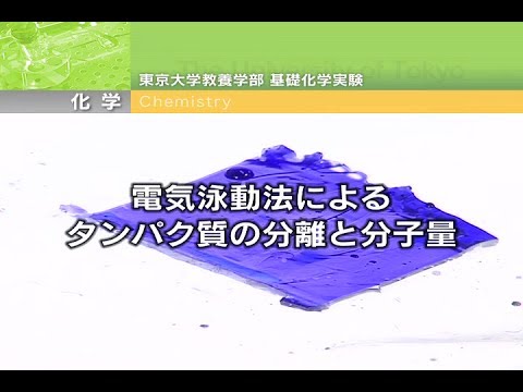 電気泳動法によるタンパク質の分離と分子量の測定