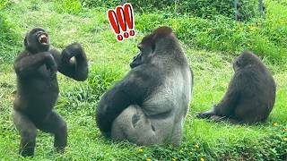 Jabali一直捉弄爸爸This afternoon Jabali was always teasing dad