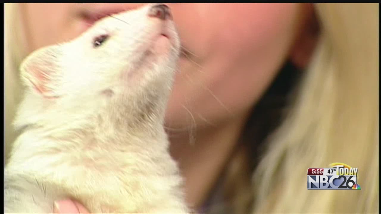 Ferrets as pets – take a fascinating glimpse into the world of slinky  wrigglers