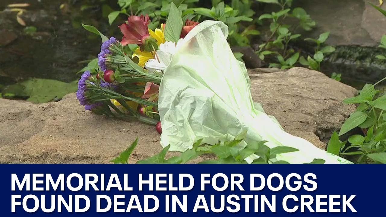Nearly a dozen dogs found dead in Austin creek | FOX 7 Austin - YouTube