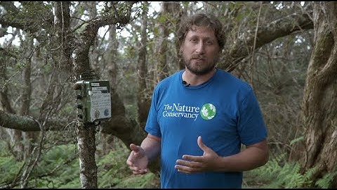 Bioacoustics for Biodiversity: Sound Recordings Help Conservation