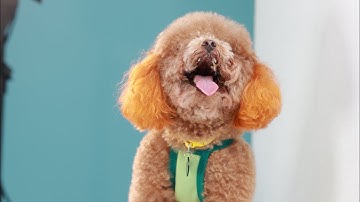 Cách khử khuẩn, khử mùi cho chó mèo hiệu quả trong thời tiết thất thường #chomeo #hanapet #xitkhumui