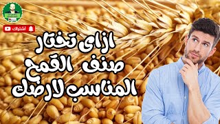 كيفية اختيار صنف القمح المناسب لارضك للحصول على اعلى انتاجية فى اى مكان فى مصر