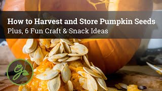 How to Harvest and Store Pumpkin Seeds - Plus, 6 Fun Craft & Snack Ideas by Gardening Know How 22,914 views 1 year ago 5 minutes, 56 seconds