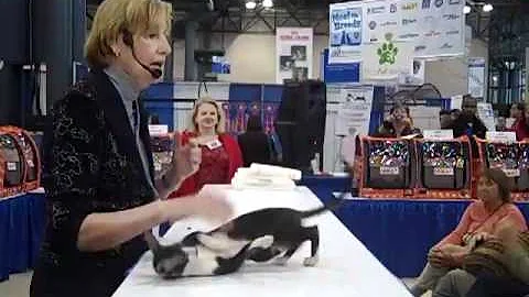Watch the video about CFA Meet The Breeds Breed Showcase with Joan Miller Cornish Rex