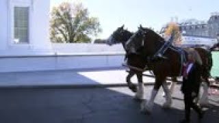 First Lady receives White House Christmas tree