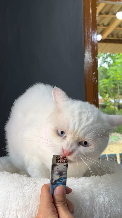 Suara kucing makan lucu banget 😍 #cat #kucinglucu #catlover #kucing