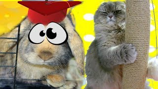 КАК КОШКА КРОЛИКА УЧИЛА КОГТЕТОЧКИ. Рассказ о животных глазами кролика Лёлика КАК КОШКА КРОЛИКА УЧИЛА КОГТЕТОЧКИ. Рассказ о животных глазами кролика Лёлика