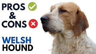 Welsh Hound Pros and Cons | Welsh Foxhound Dog Advantages and Disadvantages