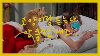 [Playlist] 고양이의 걸음걸이를 닮은 앙큼한 재즈