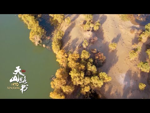 Populus euphratica: The 'guardian of desert' in Xinjiang