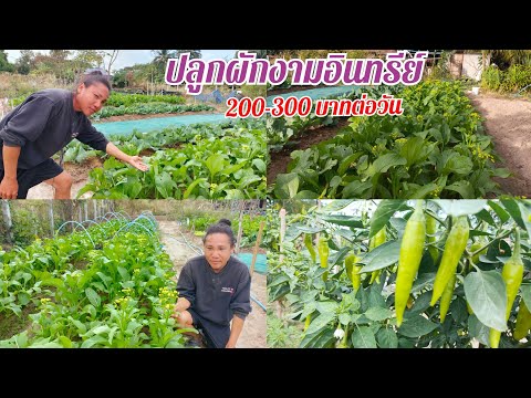 ปลูกผักสวนครัวเกษตรอินทรีย์ ปลูกขายได้วันละ2-3ร้อย พริก ผักกาดกวางตุ้ง คะน้าผักสวยมาก กินปลอดภัย100%