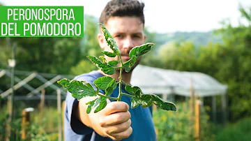 Quanto va diluito il verderame?