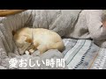 寝ている間に柴犬が寄り添ってくれていた時間がただただ愛おしかった【感動】