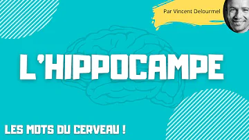 Où se trouve l'hippocampe cerveau ?