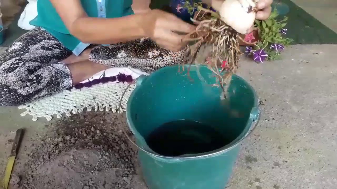 como cuidar da planta Amarílis replantando mostrando as flores