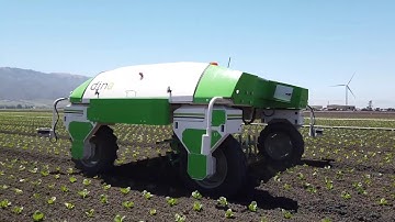 #Dino - 2019 - Lettuces fields - California