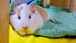 Guinea Pig Cage Cleaning Vlog