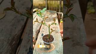 Rose Propagation easy Method