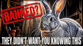 This Rabbit Breed Feeds a Family of 4 in a Garden Shed — Why Did They Stop Raising It?
