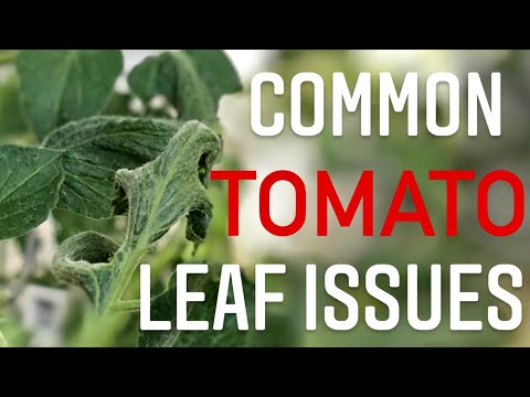 Video: Bunchy Top Trên Tomato Leaves - Tìm hiểu về Tomato Bunchy Top Viroid