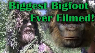 Biggest Bigfoot Ever Filmed.  Gigantic Sasquatch
