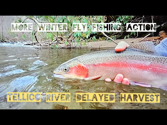 More Winter Delayed Harvest Action -Tellico River 