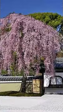 【ショート動画】京都祇園の観光スポット（高台寺の庭園） #shorts