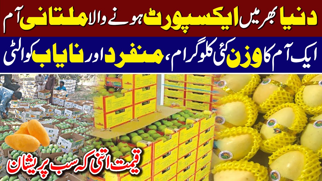 Multan’s Export Quality Mangoes at Unbelievable Prices | Heavyweight Mangoes Shock Everyone | SPD