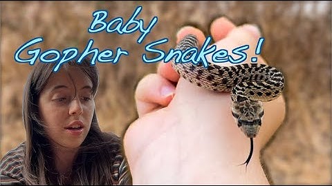 Finding Pacific Gopher Snakes!