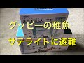 【アクアリウム 熱帯魚】サテライト設置しました