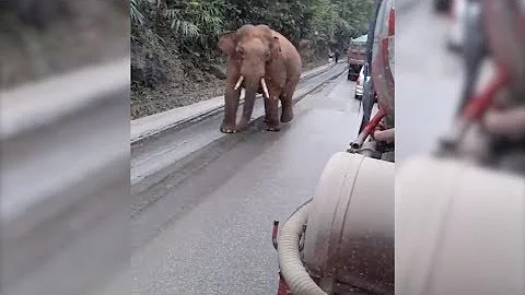 Villagers Bothered by Male Asian Elephant's Frequent Visits in Southwest China - DayDayNews