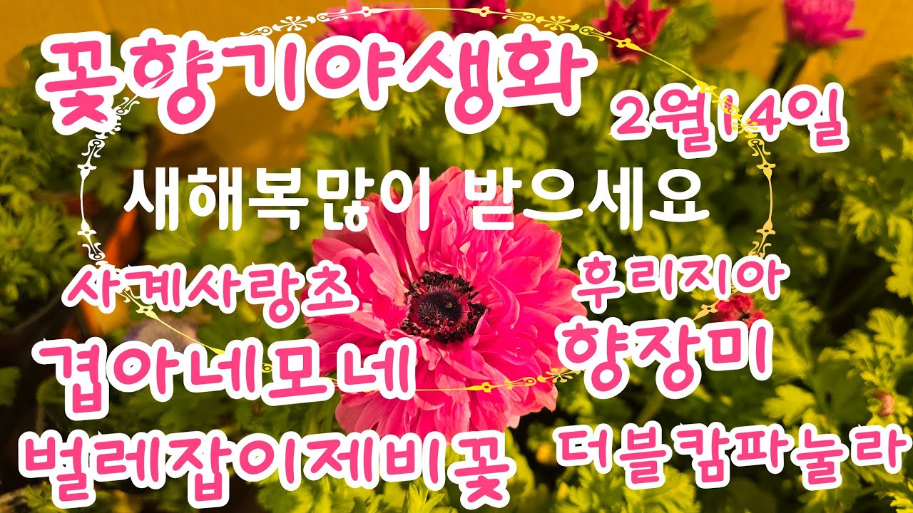 2026년 2월 14일 #사계사랑초 #겹아네모네 #공기정화식물   #향장미 #gardening  #벌레잡이제비꽃   #핑크라인 크리스마스로즈   #애니시다 #향후리지아