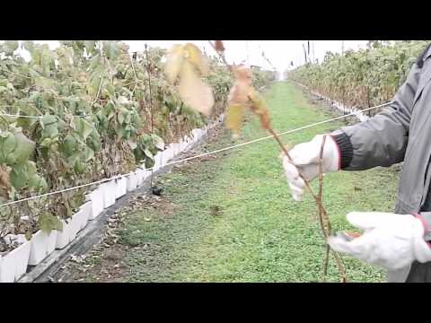 Video: Quando potare i lamponi autunnali - Come potare una pianta di lamponi autunnali