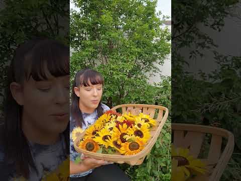Video: Pollenless Sunflower Info - Kawm Txog Qhov Zoo Tshaj Sunflowers Rau Txiav