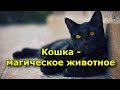 Кошка — магическое животное