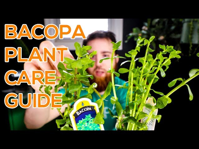 coco stick for plants Coco Coir Pole for Plant Support main image 0