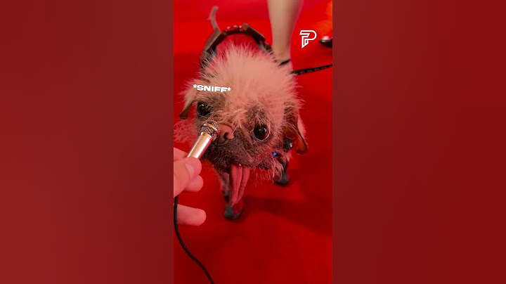 Dogpool reveals how much she got paid to star in Deadpool & Wolverine 💰
