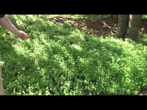 Vídeo: Sweet Woodruff Care: com cultivar Sweet Woodruff Ground Cover